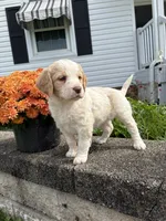 Maycie, a female Brittany and Poodle - Standard  for sale in Massillon, OH – 2 of 4