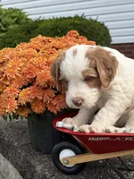 Mia, a female Brittany and Poodle - Standard  for sale in Massillon, OH – 2 of 3