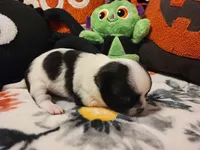 ON HOLD Tico, a male Chihuahua for sale in Ashland, WI – Photo 3 of 6