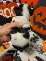 ON HOLD Tico, a male Chihuahua for sale in Ashland, WI – Photo 6 of 6