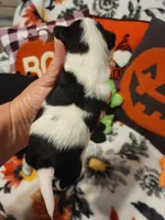 ON HOLD Tico, a male Chihuahua for sale in Ashland, WI – Photo 4 of 6