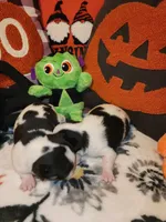 ON HOLD Tico, a male Chihuahua for sale in Ashland, WI – Photo 5 of 6