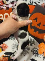 ON HOLD Tico, a male Chihuahua for sale in Ashland, WI – Photo 2 of 6