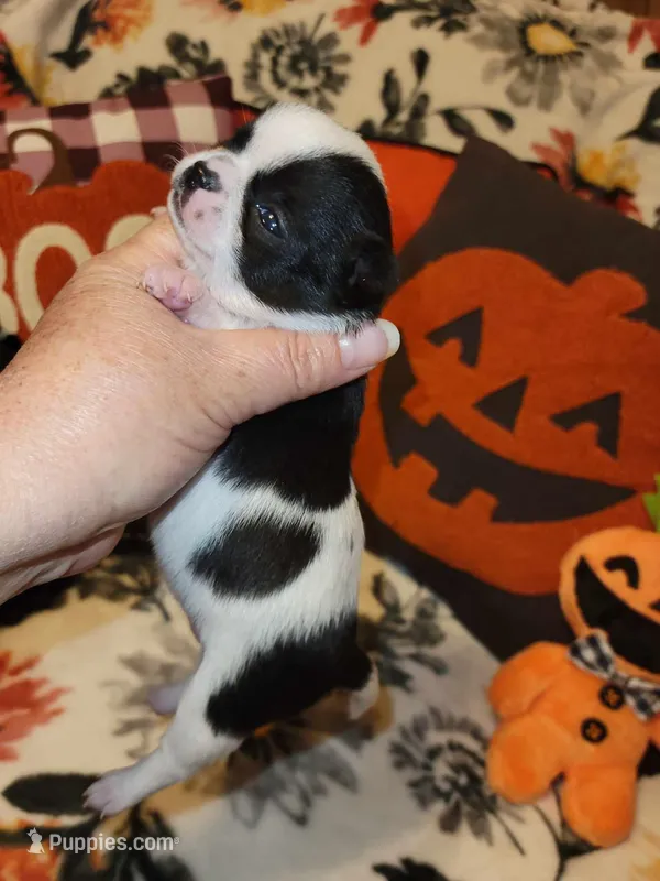 ON HOLD Tico, a male Chihuahua for sale in Ashland, WI – Photo 1 of 6