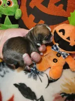 Vanessa, a female Chihuahua for sale in Ashland, WI – Photo 5 of 8