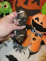 Vanessa, a female Chihuahua for sale in Ashland, WI – Photo 2 of 8