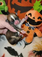 Vanessa, a female Chihuahua for sale in Ashland, WI – Photo 3 of 8