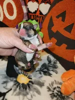 Vanessa, a female Chihuahua for sale in Ashland, WI – Photo 8 of 8