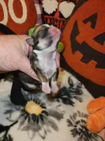 Vanessa, a female Chihuahua for sale in Ashland, WI – Photo 6 of 8