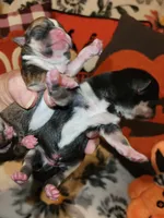 Vanessa, a female Chihuahua for sale in Ashland, WI – Photo 1 of 8