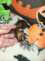 Vanessa, a female Chihuahua for sale in Ashland, WI – Photo 7 of 8