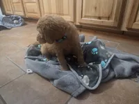 Sonic, a male Goldendoodle for sale in Grantsburg, WI – 2 of 2
