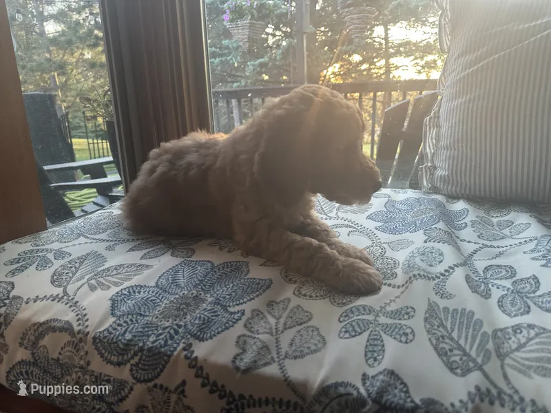 Sonic – Goldendoodle puppy for sale in Grantsburg, WI
