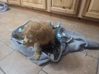 Cinderella, a female Goldendoodle for sale in Grantsburg, WI – 2 of 2