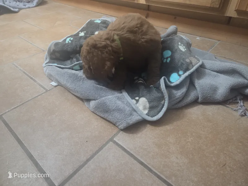 Sonic – Goldendoodle puppy for sale in Grantsburg, WI