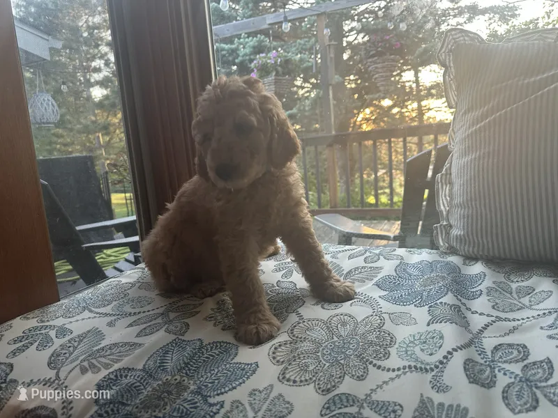 Spiderman – Goldendoodle puppy for sale in Grantsburg, WI
