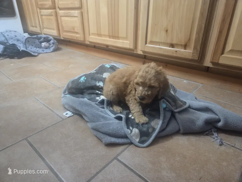 Spiderman – Goldendoodle puppy for sale in Grantsburg, WI
