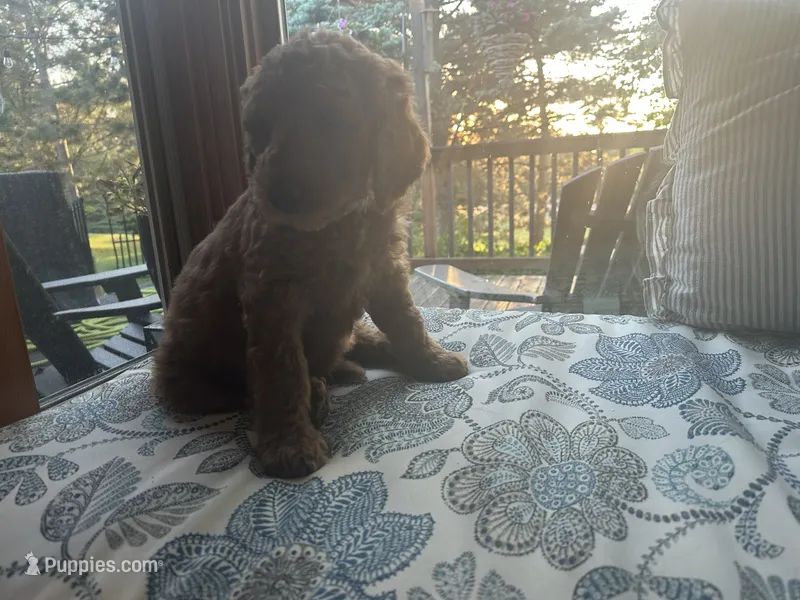 Tails – Goldendoodle puppy for sale in Grantsburg, WI