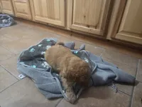 Mator, a male Goldendoodle for sale in Grantsburg, WI – 2 of 2