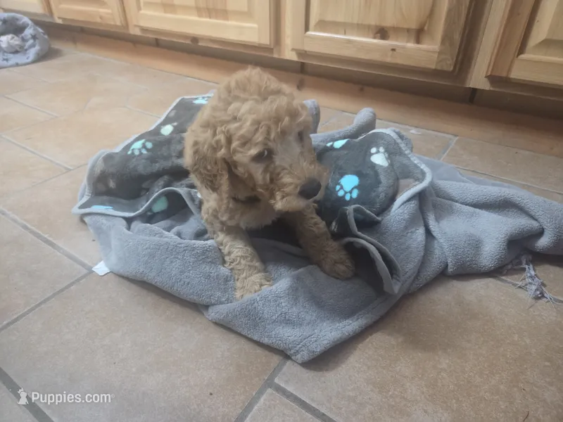 Bently – Goldendoodle puppy for sale in Grantsburg, WI