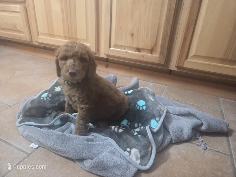 Tails – Goldendoodle puppy for sale in Grantsburg, WI