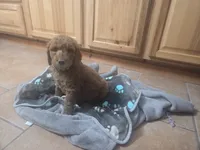 Tails, a male Goldendoodle for sale in Grantsburg, WI – 1 of 1