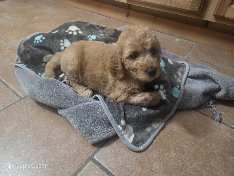 Cinderella – Goldendoodle puppy for sale in Grantsburg, WI