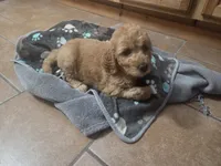 Cinderella, a female Goldendoodle for sale in Grantsburg, WI – 1 of 2