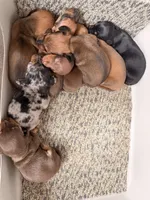 AKC Skip, a male Miniature Dachshund for sale in Bonne Terre, MO – 3 of 5