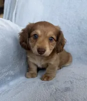 AKC Maverick , a male Miniature Dachshund for sale in Bonne Terre, MO – 6 of 8