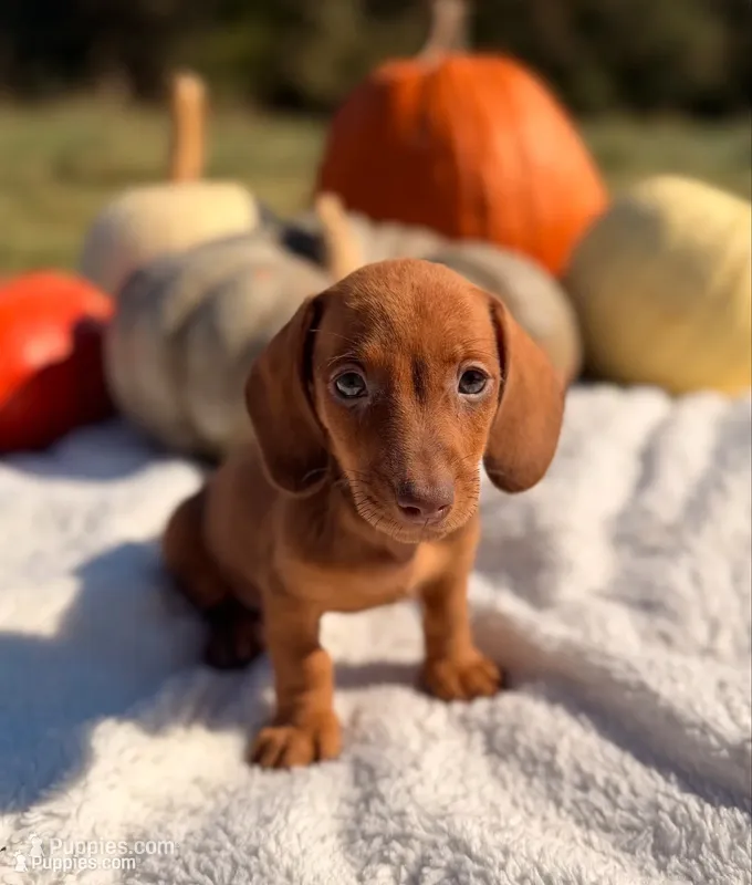 AKC Sawyer – Miniature Dachshund puppy for sale in Bonne Terre, MO