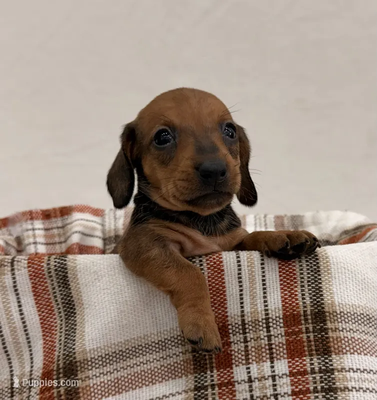 AKC Sterling  – Miniature Dachshund puppy for sale in Bonne Terre, MO