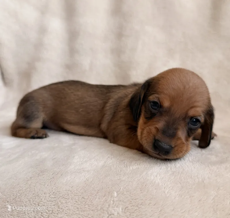 AKC Sage – Miniature Dachshund puppy for sale in Bonne Terre, MO