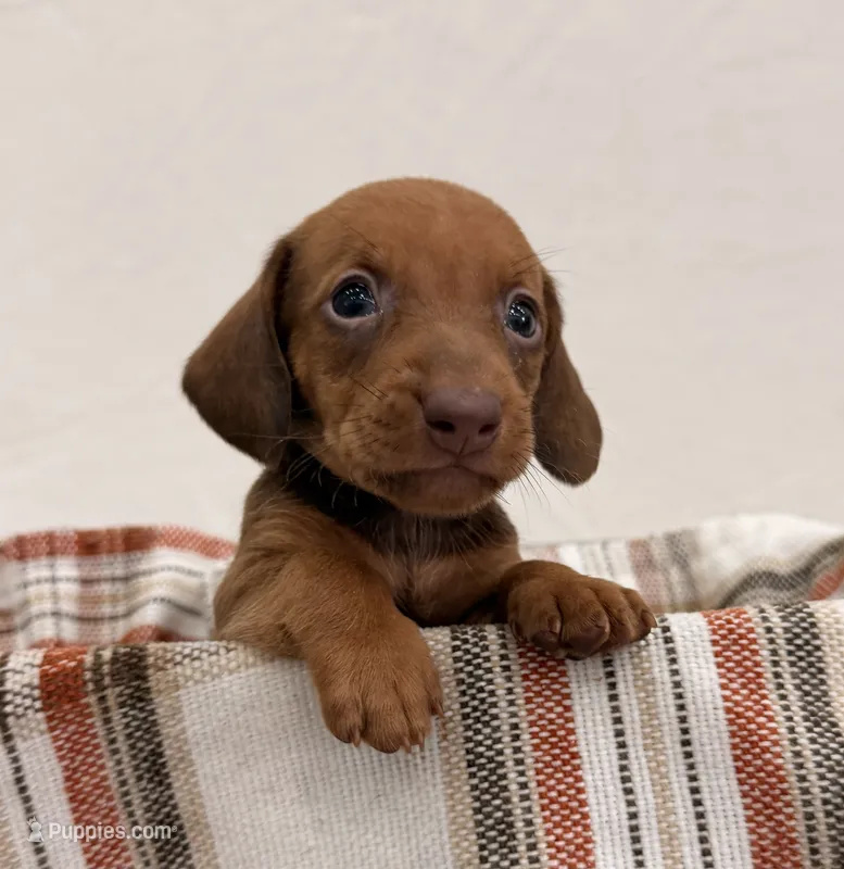 AKC Sawyer – Miniature Dachshund puppy for sale in Bonne Terre, MO