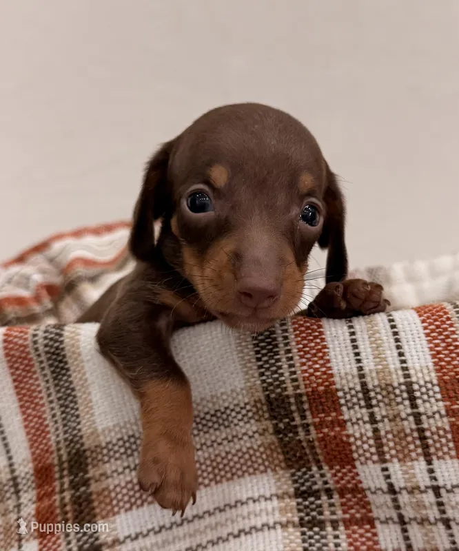 AKC Skip – Miniature Dachshund puppy for sale in Bonne Terre, MO