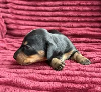 AKC Sadie, a female Miniature Dachshund for sale in Bonne Terre, MO – 2 of 4