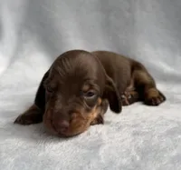 AKC Scout, a male Miniature Dachshund for sale in Bonne Terre, MO – 1 of 3