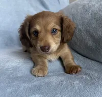 AKC Maverick , a male Miniature Dachshund for sale in Bonne Terre, MO – 4 of 8