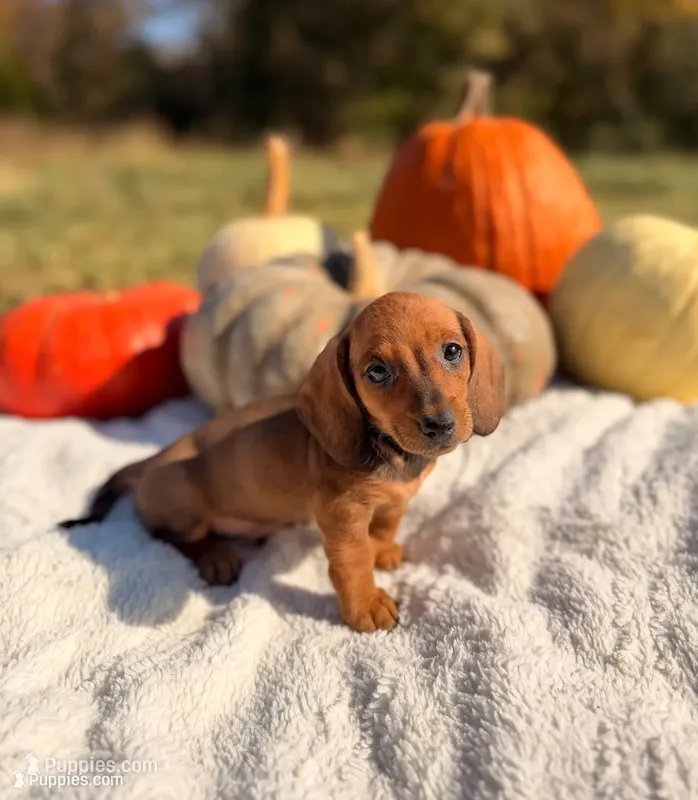 AKC Sterling  – Miniature Dachshund puppy for sale in Bonne Terre, MO