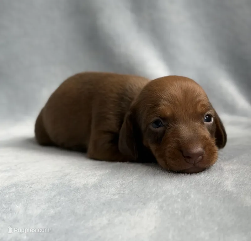 AKC Sawyer – Miniature Dachshund puppy for sale in Bonne Terre, MO