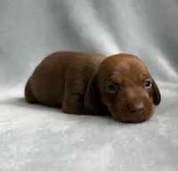 AKC Sawyer, a male Miniature Dachshund for sale in Bonne Terre, MO – 1 of 3