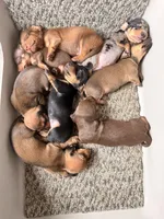 AKC Scout, a male Miniature Dachshund for sale in Bonne Terre, MO – 3 of 3