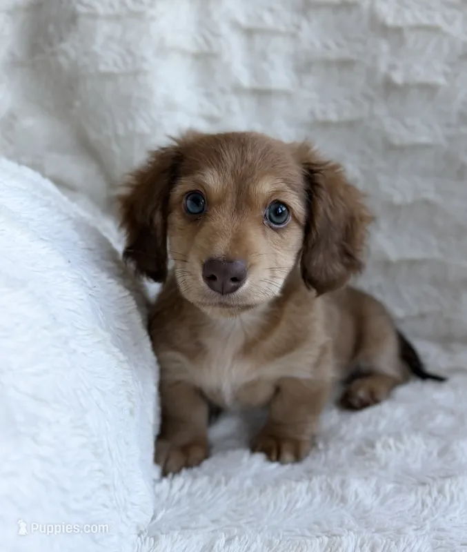 AKC Maverick  – Miniature Dachshund puppy for sale in Bonne Terre, MO