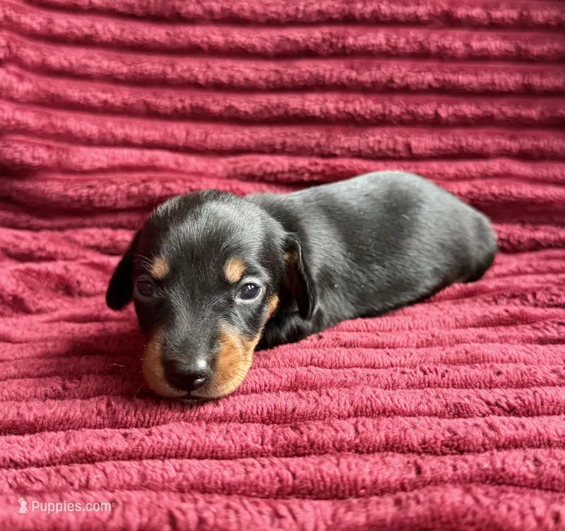 AKC Sadie – Miniature Dachshund puppy for sale in Bonne Terre, MO