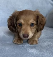AKC Maverick , a male Miniature Dachshund for sale in Bonne Terre, MO – 2 of 8