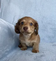 AKC Maverick , a male Miniature Dachshund for sale in Bonne Terre, MO – 3 of 8