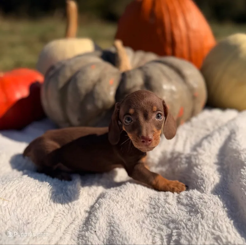 AKC Skip – Miniature Dachshund puppy for sale in Bonne Terre, MO