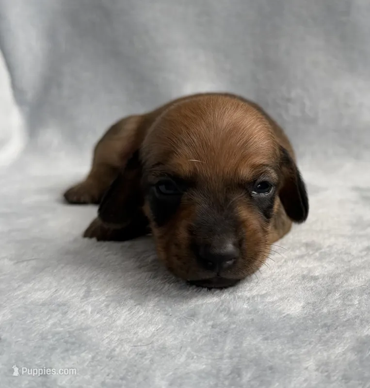 AKC Sterling  – Miniature Dachshund puppy for sale in Bonne Terre, MO