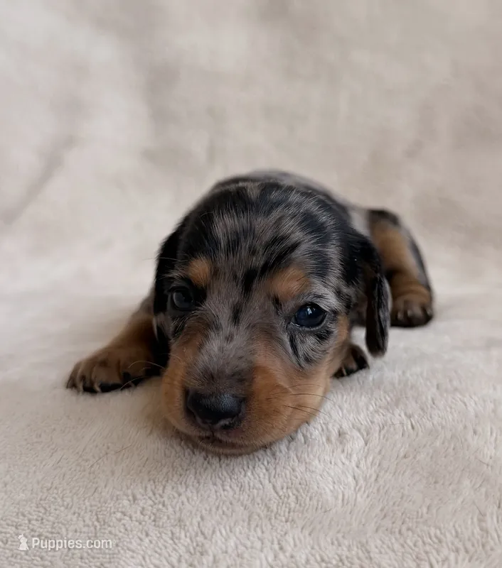 AKC Stetson – Miniature Dachshund puppy for sale in Bonne Terre, MO