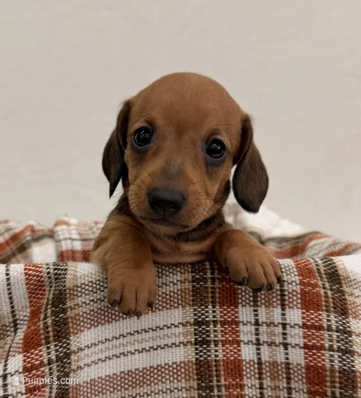 AKC Sage – Miniature Dachshund puppy for sale in Bonne Terre, MO